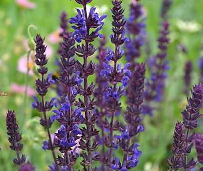 Salvia superba Merleau Blue Compact