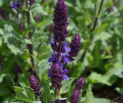 Salvia superba Merleau Blue Compact