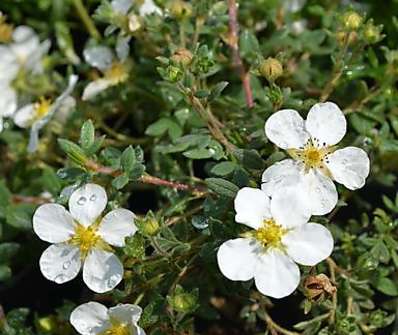 mochna - Potentilla fruticosa 'Manchu'