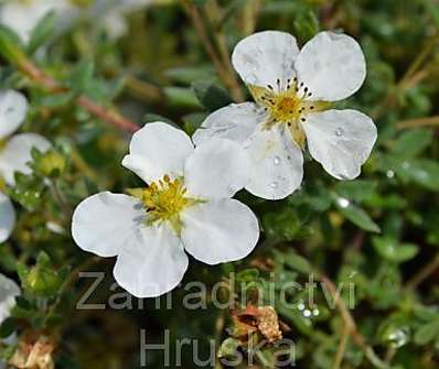 mochna - Potentilla fruticosa 'Manchu'