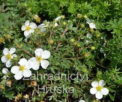 mochna - Potentilla fruticosa 'Manchu'