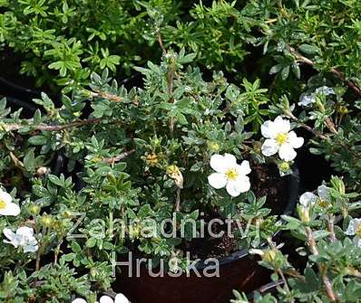 mochna - Potentilla fruticosa 'Manchu'