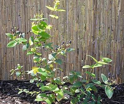 třezalka - Hypericum calicinum 'Rheingold'
