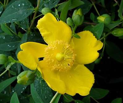 třezalka - Hypericum calicinum 'Rheingold'