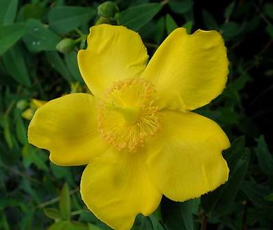 třezalka - Hypericum calicinum 'Rheingold'
