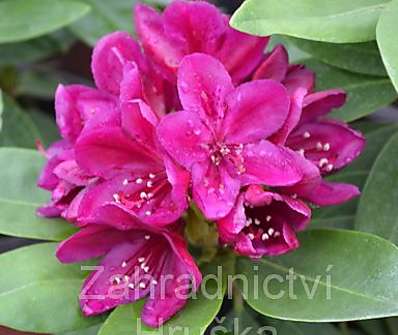 Rhododendron 'Polarnacht'