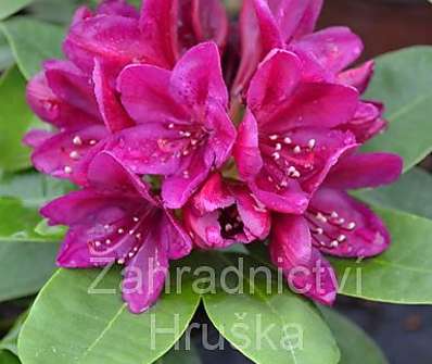 Rhododendron 'Polarnacht'