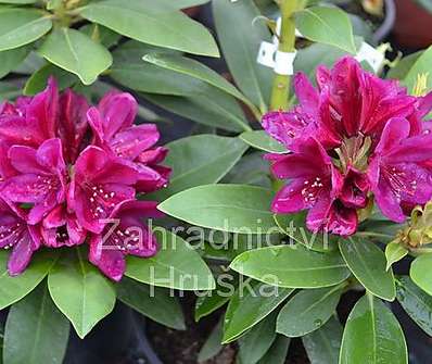 Rhododendron 'Polarnacht'