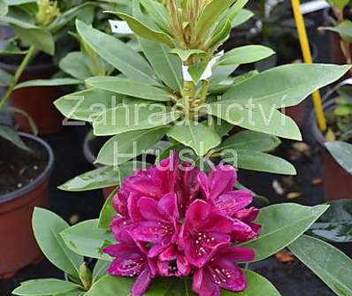 Rhododendron 'Polarnacht'