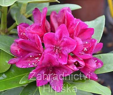 Rhododendron 'Polarnacht'