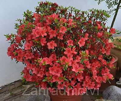Azalea japonica 'Scout'