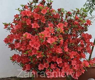 Azalea japonica 'Scout'