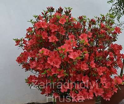 Azalea japonica 'Scout'