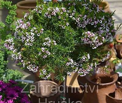 Chamelaucium uncinatum 'Snowflake'