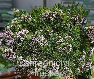 Chamelaucium uncinatum 'Snowflake'