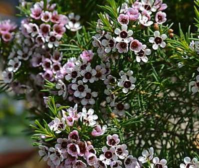 Chamelaucium uncinatum 'Snowflake'