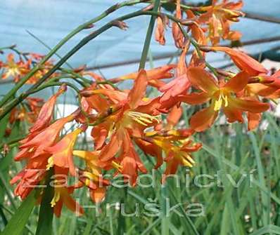 Crocosmia Carmine Brilliant