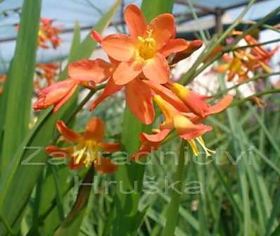 Crocosmia Carmine Brilliant