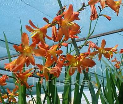 Crocosmia Carmine Brilliant