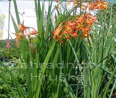 Crocosmia Carmine Brilliant