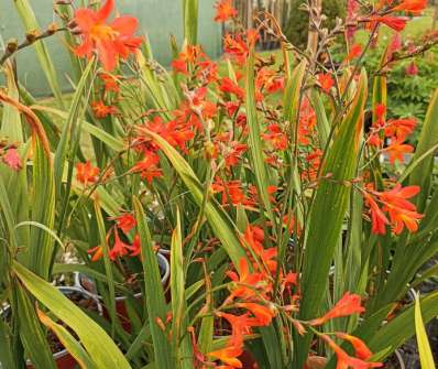 Crocosmia Carmine Brilliant