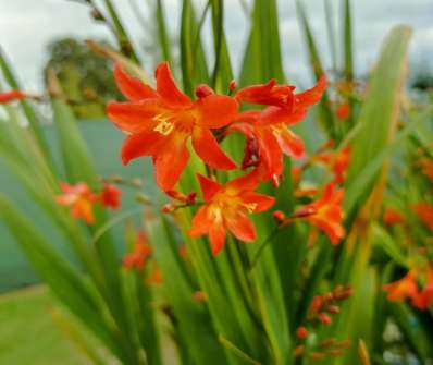 Crocosmia Carmine Brilliant