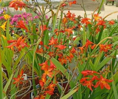 Crocosmia Carmine Brilliant