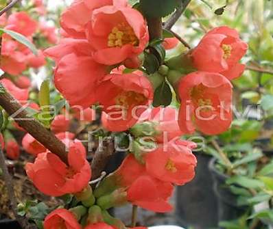 kdoulovec - Chaenomeles speciosa 'Rubra'