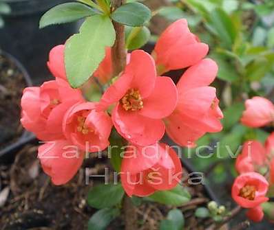 kdoulovec - Chaenomeles speciosa 'Rubra'