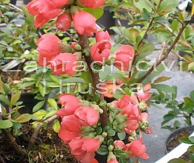 kdoulovec - Chaenomeles speciosa 'Rubra'