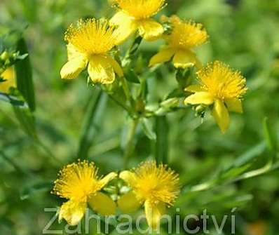 třezalka - Hypericum kalmianum 'Gemo'