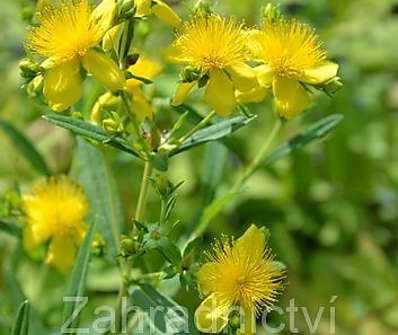 třezalka - Hypericum kalmianum 'Gemo'