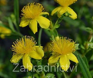 třezalka - Hypericum kalmianum 'Gemo'