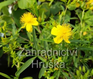 třezalka - Hypericum kalmianum 'Gemo'