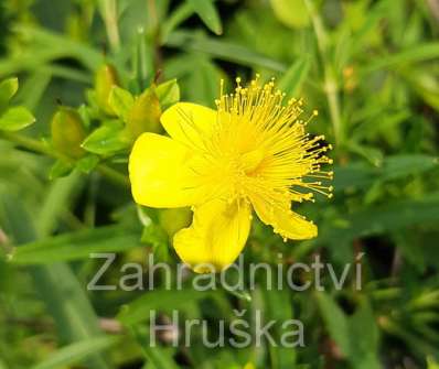 třezalka - Hypericum kalmianum 'Gemo'