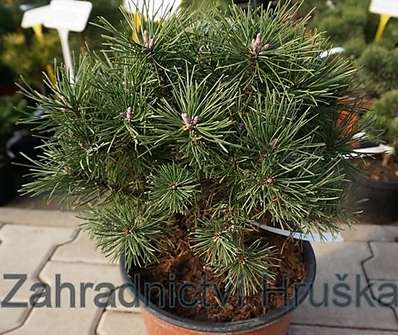 Borovice - Pinus mugo 'Mini Globus'..