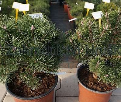 Borovice - Pinus mugo 'Mini Globus'..