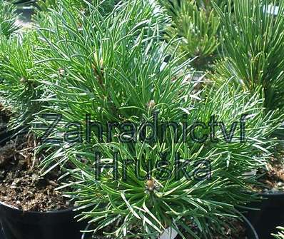 Borovice - Pinus banksiana 'Bánská Šťavnica'