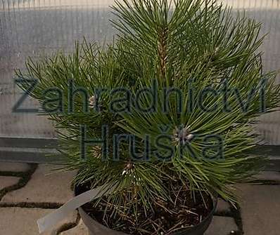 Borovice - Pinus nigra 'Komodor'.