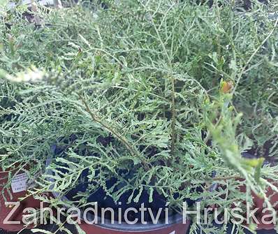 kapraď - Dryopteris filix - mas Linearis Polydactyla