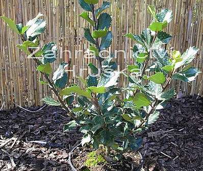 cesmína - Ilex meserveae 'Blue Angel'