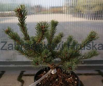 Borovice - Pinus parviflora 'M-PAAR-6'  ( Nellie D )