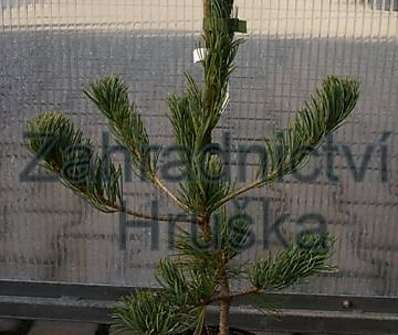 Borovice - Pinus parviflora 'Pummel'