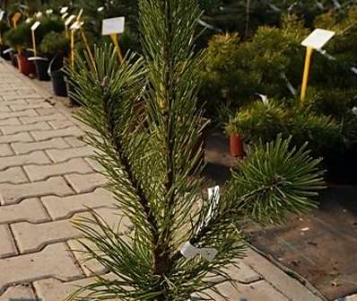 Borovice - Pinus mugo 'Robusta'