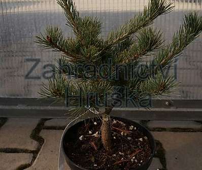 Borovice - Pinus parviflora 'Billie'