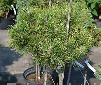Borovice - Pinus mugo 'Sunshine'  KM