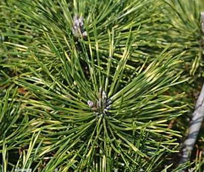 Borovice - Pinus mugo 'Sunshine'  KM
