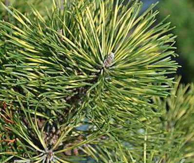 Borovice - Pinus mugo 'Sunshine'  KM