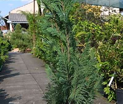 cypřišek - Chamaecyparis lawsoniana 'Ellwoods Empire'.