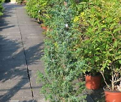 jalovec - Juniperus communis 'Mayer'.